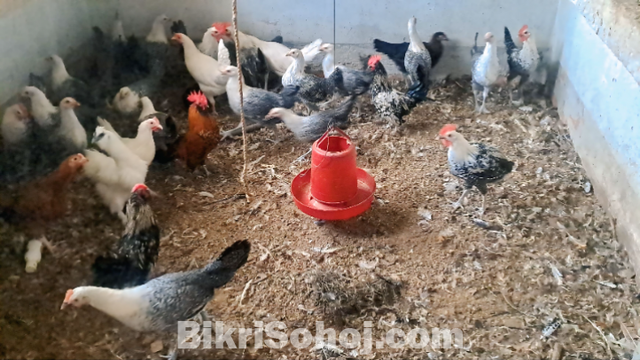 মুরগী বিক্রি করা হবে।